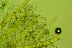 Pulvinula laeterubra