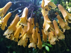 Alstroemeriaceae