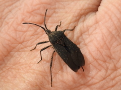Cimolus obscurus