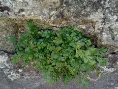 Asplenium ruta-muraria ruta-muraria