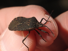 Cimolus obscurus