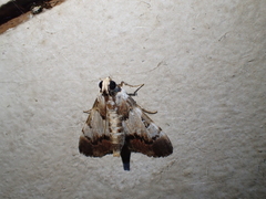 Termioptycha