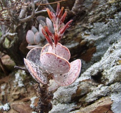 Adromischus maculatus