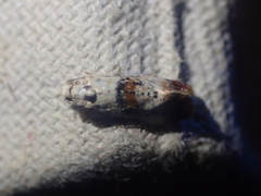 Neocochylis hybridella