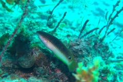 Austrolabrus maculatus