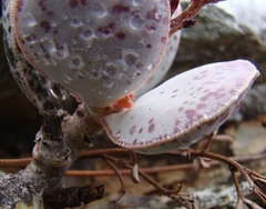 Adromischus maculatus