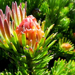 Leucadendron dregei
