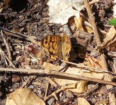 Pararge aegeria aegeria