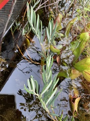 Andromeda polifolia