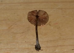 Entoloma conferendum