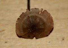 Entoloma conferendum