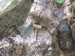 Entoloma conferendum
