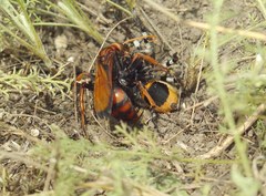 Cryptocheilus rubellus