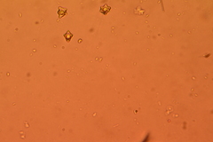 Entoloma conferendum