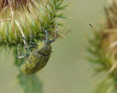 Larinus latus