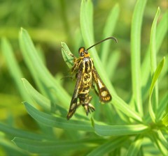Chamaesphecia empiformis