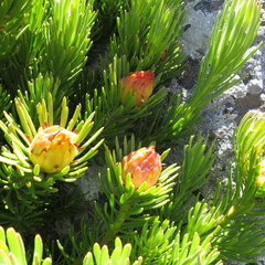 Leucadendron dregei
