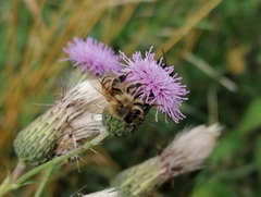 Apis mellifera