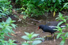 Gallinula chloropus