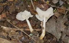 Helvella stevensii