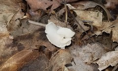 Helvella stevensii