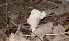 Helvella stevensii