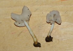 Helvella stevensii