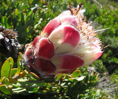 Protea venusta