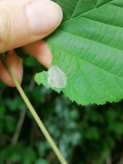 Phyllonorycter coryli