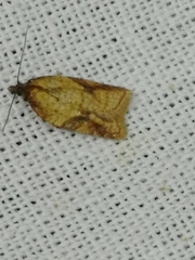 Acleris aspersana
