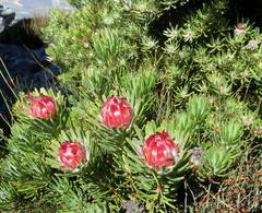 Leucadendron dregei