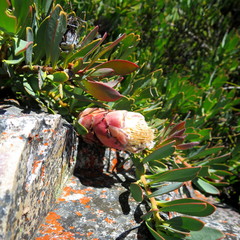 Protea venusta