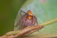 Oxyopes niveosigillatus