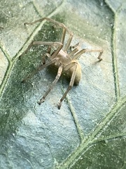 Cheiracanthium mildei