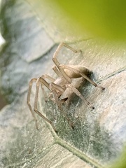 Cheiracanthium mildei