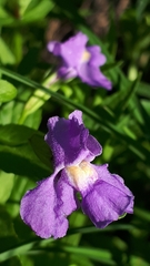 Mimulus ringens