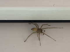 Cheiracanthium mildei