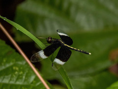 Neurothemis tullia