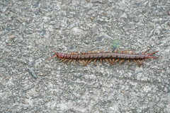 Scolopendra multidens