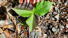 Trillium ovatum