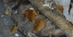 Peziza domiciliana