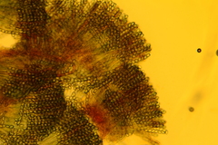 Peziza domiciliana