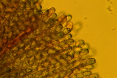 Peziza domiciliana