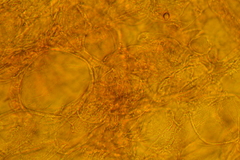 Peziza domiciliana
