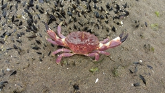 Danielethus crenulatus