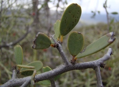Gloveria integrifolia