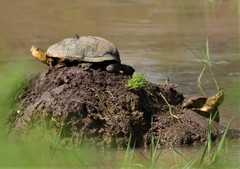 Kinosternon integrum