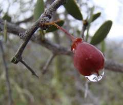 Gloveria integrifolia