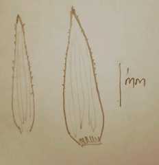 Eriocaulon stellulatum
