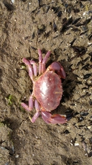 Danielethus crenulatus